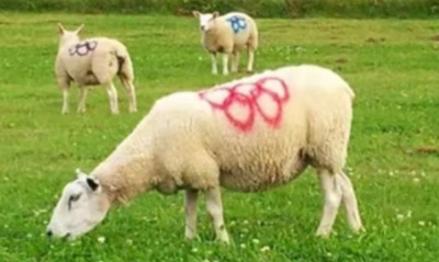 Compreendendo o impacto da tinta spray de marcação animal na gestão da pecuária